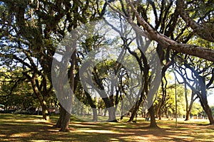 Ibirapuera Park , Sao Paulo, Brazil. The green landscape of the park.