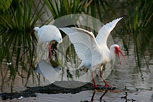 Ibis photo