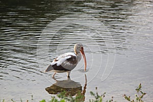 Ibis