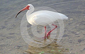 Ibis