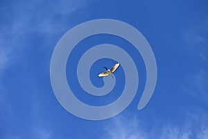 Ibis bird flying clear blue sky photo