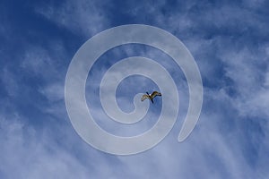 Ibis bird flying clear blue sky photo