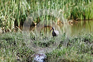 Ibis bird on the grass near a water pool in the Lewa Conservancy in Kenya