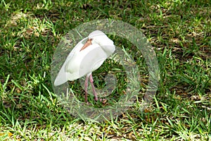 A ibis bird is resting