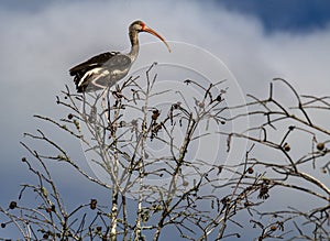 Ibis bird in tree by the Okefenokee swamp in Georgia