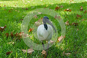 Ibis bird with white plumage and long downcurved bill. Threskiornis Molucca