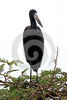 Ibis Bird - Wildlife Sanctuary - Uganda