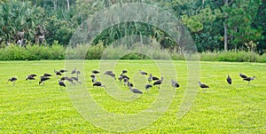 Ibis birds group green grass Bonita Springs Florida