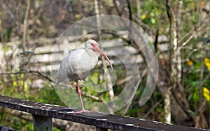 An Ibis in Corkscrew Swamp Florida standing on a Fence.