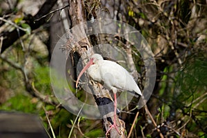 An Ibis in Corkscrew Swamp Florida on a tree branch with orchids