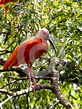 Ibis, Eudocimus ruber, stands in the branches and observes the surroundings