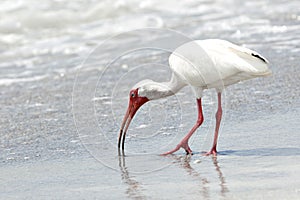 Ibis feeding in water on beach