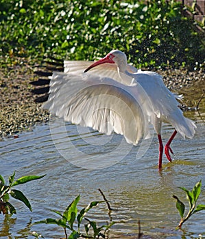 An Ibis flexes it`s wings. A large and varied number of birds make lake Morton a home.