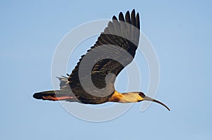 Ibis in flight against blue sky
