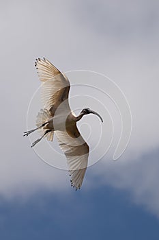 Ibis flying through the air with wings spread out