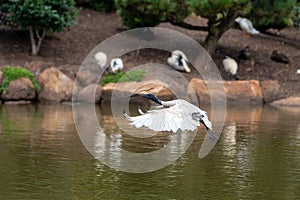 Ibis flying with wings down and a stick in its mouth to build a nest