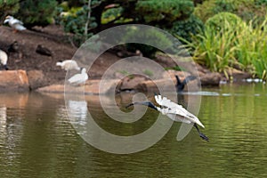 Ibis flying with wings spread and a stick in its mouth to build a nest