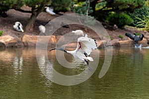 Ibis flying with wings up and a stick in its mouth to build a nest