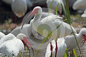 An ibis in a freshwater pool in Florida.