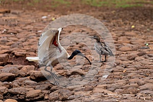 Ibis landing on the rocks by a lake