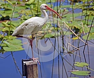 Ibis and Lily Pads