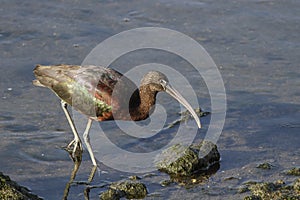 Ibis looking for food in the river