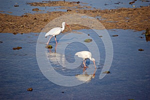 Ibis Pair