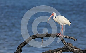 Ibis perched on an old tree branch by the Gulf of Mexico.