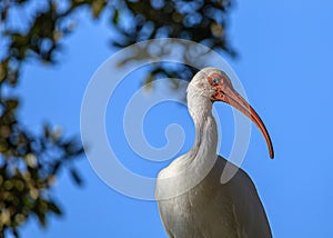 Ibis Portrait, Lake Seminole Park, Florida