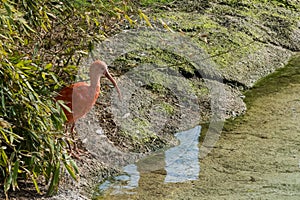 Scarlet Ibis near the water Ibis Rosso vicino all`acqua photo
