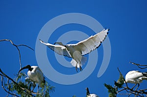 IBIS SACRE threskiornis aethiopica