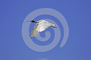 IBIS SACRE threskiornis aethiopica