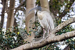 Ibis is sitting on a tree in Sydney park