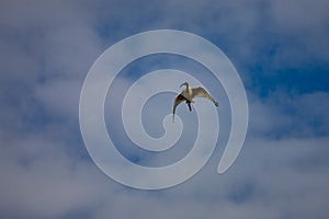 An Ibis soaring through the cloudy blue sky