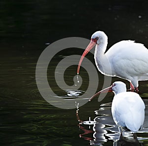 Ibis Sunset