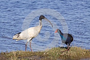 Ibis and Swamphen