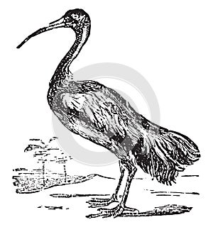 Ibis or Threskiornis spp