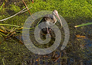Juvenile White Ibis Wading in a Florida Stream