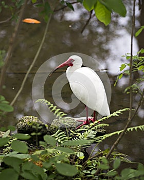 Ibis White Ibis bird stock photos. White Ibis perched bokeh background. Portrait. Picture. Image. Photo