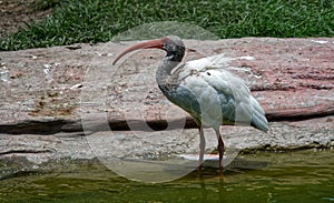 Ibis in the wind at Miami Seaquarium