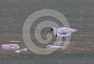 Ibisbill, Ibissnavel, Ibidorhyncha struthersii