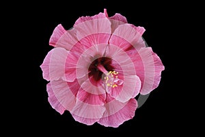 Ibiscus pink flower