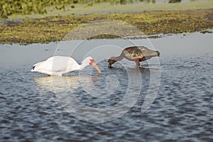 Ibises wading and feeding in a swamp in Christmas, Florida.