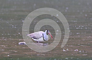 Ibissnavel, Ibisbill, Ibidorhyncha struthersii