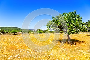 Ibiza agriculture with fig tree and wheat