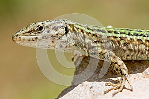 Ibiza Formentera Lizard