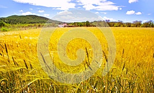 Ibiza island golden wheat fields of mediterranean