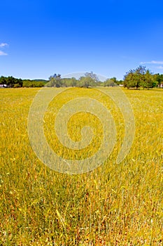 Ibiza island golden wheat fields of mediterranean