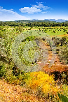 Ibiza island landscape with agriculture fields