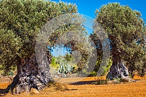 Ibiza island landscape with agriculture fields on red clay soil